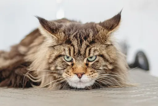Qué raza de gato ves en la foto?