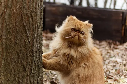 Qué raza de gato ves en la foto?