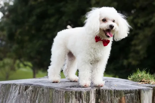 Qué raza de perro ves en la foto?